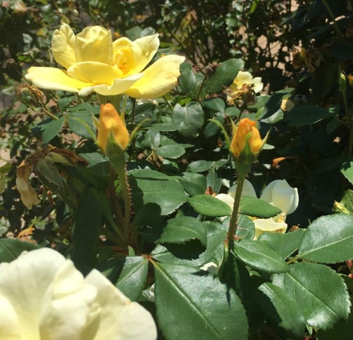 How to get a sign from someone who has passed